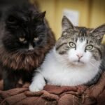 Dicas para cuidar do pet no verão